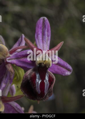 Horseshoe Orchid, Ophrys ferrum-equinum in flower, Rhodes. Greece. Stock Photo