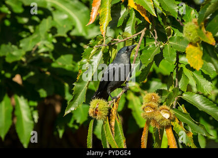 Jackdaw, wild, native Jackdaw in natural woodland habitat and feeding on beechnuts with prickly shell.  Scientific name: Corvus monedula. Horizontal Stock Photo
