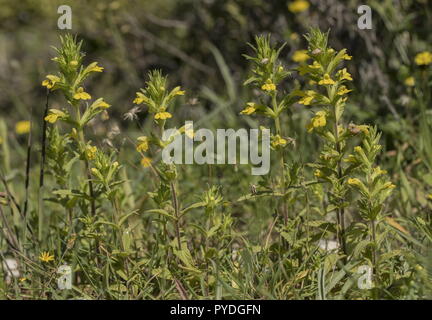 Yellow bartsia, Parentucellia viscosa, in flower in grassland sward. Stock Photo