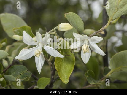 A styrax tree, Styrax officinalis, in flower on the flanks of the ...