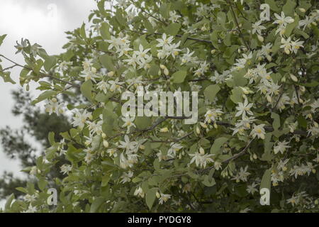 Storax or snowbell tree,  Styrax officinalis, in flower in spring, Rhodes. Stock Photo