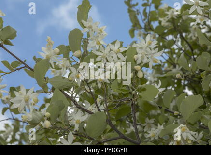 Storax or snowbell tree,  Styrax officinalis, in flower in spring, Rhodes. Stock Photo