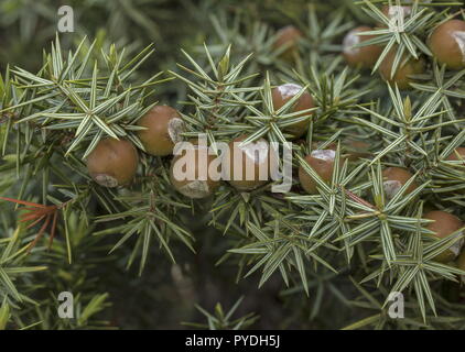 Eastern prickly juniper, Juniperus oxycedrus ssp deltoides, in fruit; Rhodes. Stock Photo