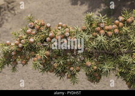 Eastern prickly juniper, Juniperus oxycedrus ssp deltoides, in fruit; Rhodes. Stock Photo