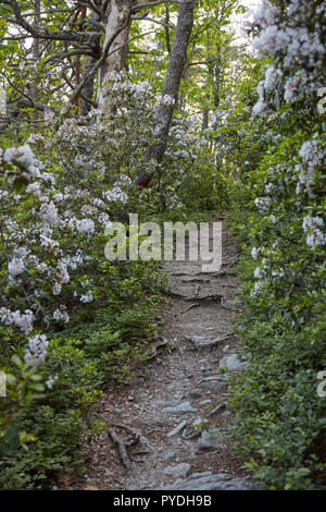 Mountain Laurel flowers growing alongside the Pulpit Rock trail in Cheaha State Park, Alabama Stock Photo