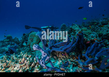 Haliclona sp Blue sponge Coral reef Maldives Stock Photo