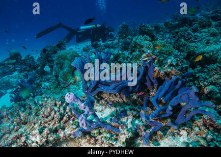 Haliclona sp Blue sponge Coral reef Maldives Stock Photo