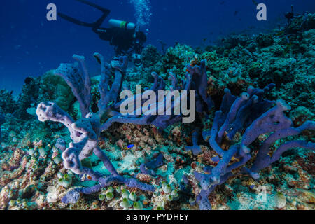 Haliclona sp Blue sponge Coral reef Maldives Stock Photo