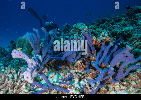 Haliclona sp Blue sponge Coral reef Maldives Stock Photo