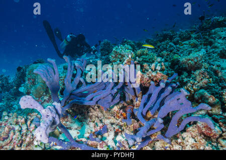 Haliclona sp Blue sponge Coral reef Maldives Stock Photo