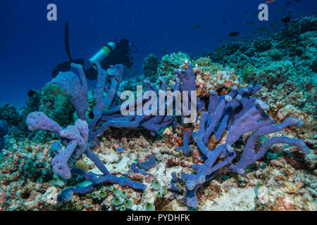 Haliclona sp Blue sponge Coral reef Maldives Stock Photo