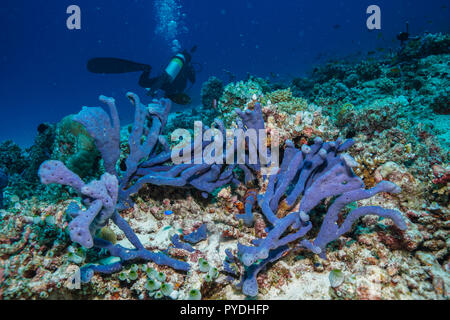 Haliclona sp Blue sponge Coral reef Maldives Stock Photo