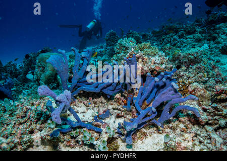 Haliclona sp Blue sponge Coral reef Maldives Stock Photo