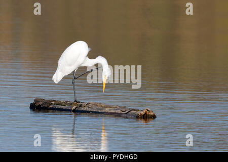 Great Egret Scratching Stock Photo