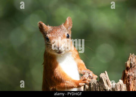 Red Squirrel looking over a tree stump. Taken in Tentsmuir Forest, Fife, Scotland. Stock Photo