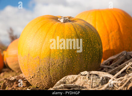 Close up of big, British pumpkin, ripening in the sun, ready for harvesting. Pick your own pumpkins waiting to be transformed for Halloween. Stock Photo