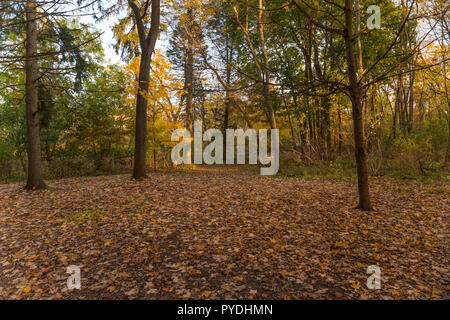 Colorful fall forest with fallen leaves covering the ground Stock Photo
