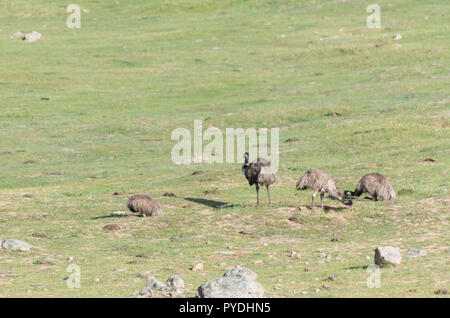 Emus walking and feeding in a field in the snowy mountain region Stock Photo