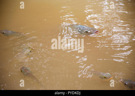 Nile tilapia fish play and swimming water in pool at outdoor of garden Stock Photo