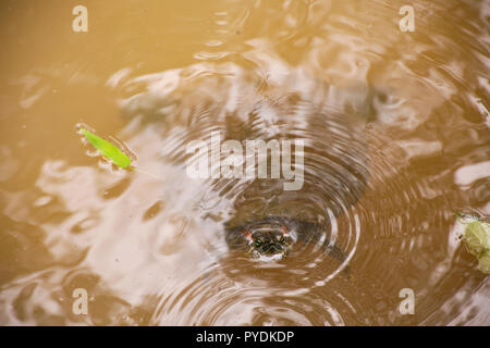 Turtle play and swimming water in pool at outdoor of garden Stock Photo