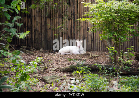 Albino Barking Deer or Muntiacus muntjak relaxing in cage at public park in Bangkok, Thailand for Thai people and foreigner travelers walking visit an Stock Photo