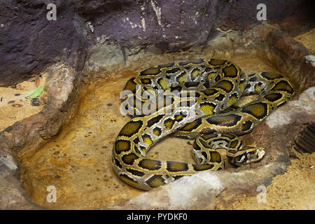 Reticulated python relax in cage at public park in Bangkok, Thailand for Thai people and foreigner travelers walking visit and travel looking Stock Photo