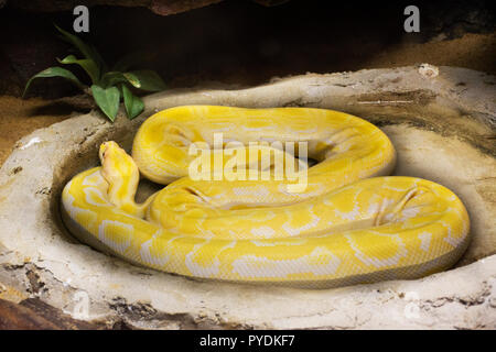 Reticulated python relax in cage at public park in Bangkok, Thailand for Thai people and foreigner travelers walking visit and travel looking Stock Photo