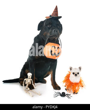 dogs and halloween in front of white background Stock Photo