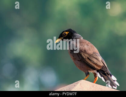 Common Myna (Acridotheres tristis) calmly searching its food on a sunny day. Stock Photo