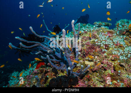 Haliclona sp Blue sponge Coral reef Maldives Stock Photo