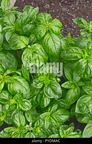 Close up of Italian sweet Basil in a herb garden Stock Photo Alamy