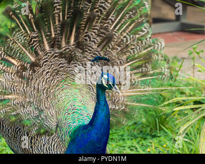Portrait of beautiful peacock with feathers out in Bolivia Stock Photo