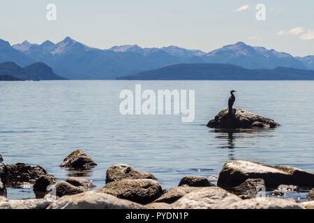 bird resting on a rock at Nahuel Huapi Lake in San Carlos de Bariloche, Argentina. Cormorant Stock Photo