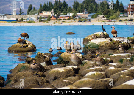 bird resting on a rock at Nahuel Huapi Lake in San Carlos de Bariloche, Argentina.Patagonia Stock Photo