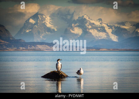 Two birds sitting on a rock by the sea. Stock Photo