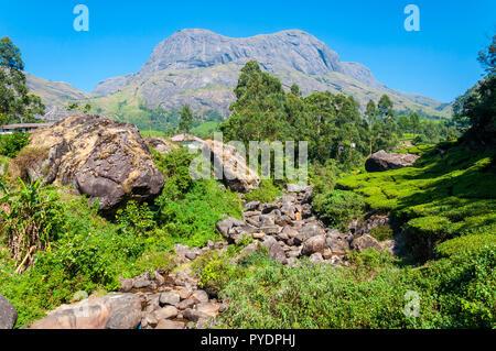 Munnar is an attractive destination with the world's best and renowned tea estates. There are more than 50 tea estates in and around Munnar. It is one Stock Photo