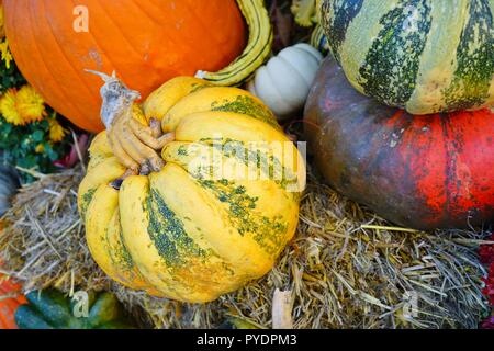 Display of colorful decorative heirloom pumpkins and gourds in the fall ...
