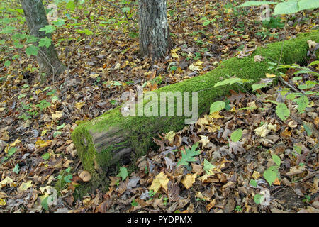 Moss-covered log in autumn forest Stock Photo
