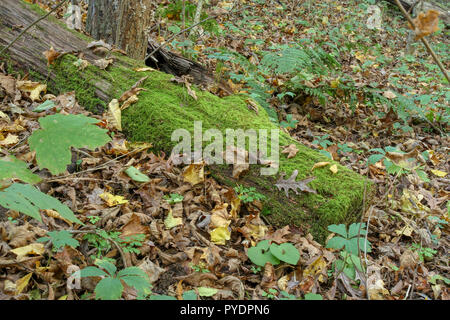 Moss-covered log in autumn forest Stock Photo