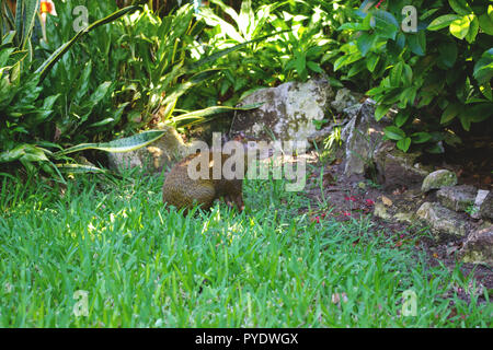 Agouti is a rodent from Central and South America Stock Photo