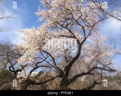 cherry blossom viewing hanami Shinjuku Gyoen park Tokyo City Honshu ...