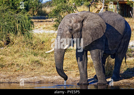 Male elephant drinking at a waterhole in Botswana, Africa