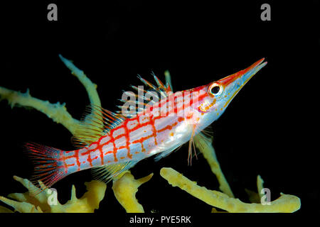 Longnose hawkfish (Oxycirrhites typus) on a coral, Papua New Guinea Stock Photo