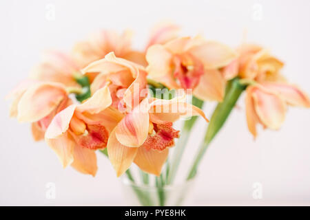 Beautiful light orange blossoms of dendrobium orchids. Pretty exotic Japanese garden flowers, tropical orchids in full bloom. Stock Photo