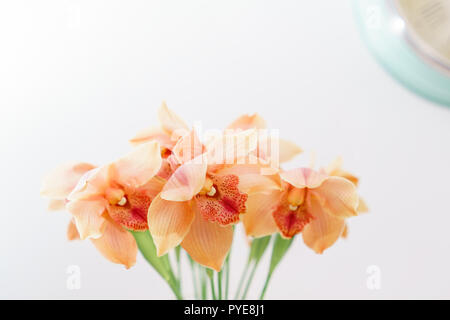 Beautiful light orange blossoms of dendrobium orchids. Pretty exotic Japanese garden flowers, tropical orchids in full bloom. Stock Photo