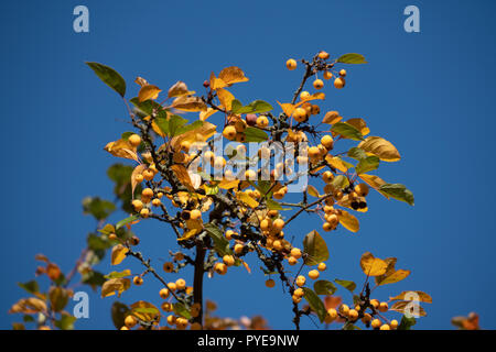 Little apples on autumn tree branches Stock Photo