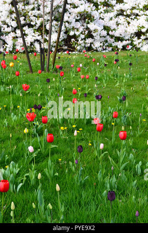 Tulips at Emmetts Garden, near Sevenoaks, early spring. The garden is on the North Downs at one of the highest points in Kent, England. Famous blooms Stock Photo