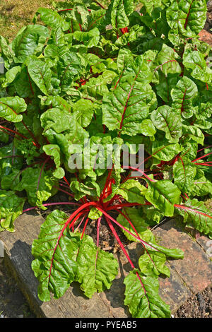 Rhubard Chard growing in a raised vegetable garden Stock Photo