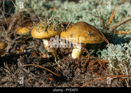 Wild mushrooms growing on the moss in the forest background Stock Photo
