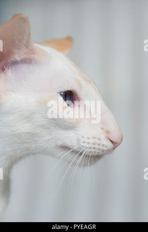 Side profile of a colorpoint cat Stock Photo
